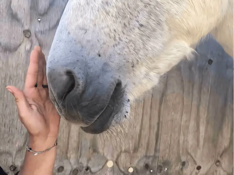 Eine Frau legt ihre Hand auf die Nase eines weissen Pferdes